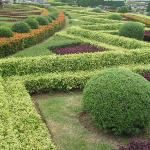 Shrubs